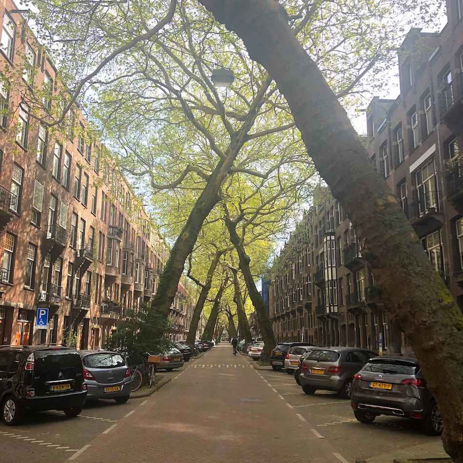 Amsterdam Trees Street