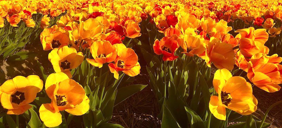 Keukenhof Tulip Garden Tickets