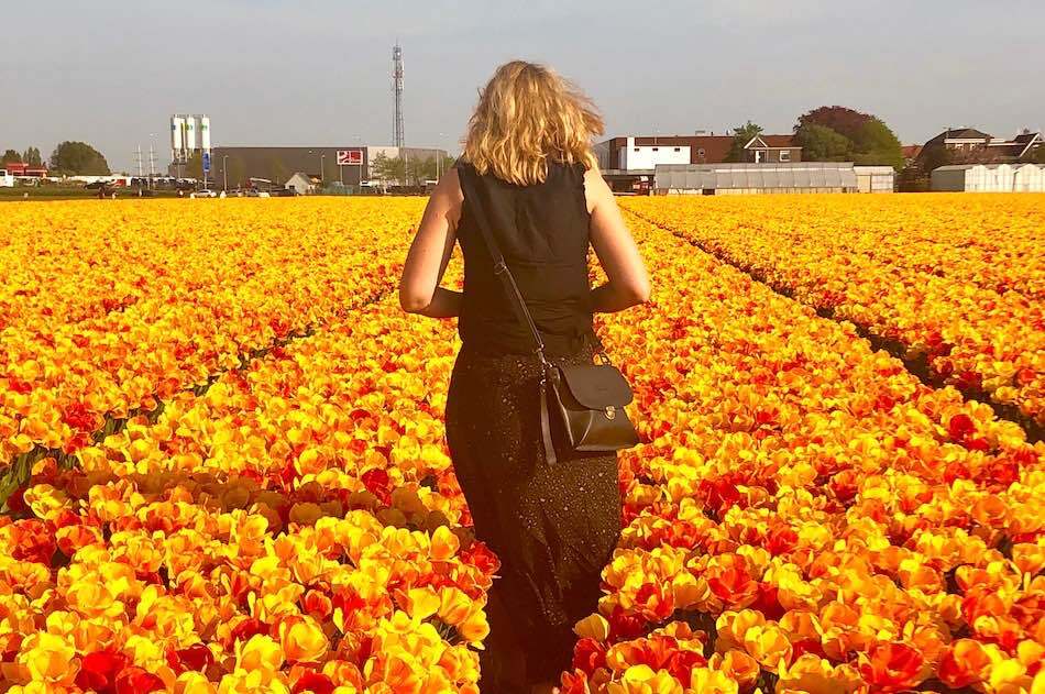 Tulips in Holland