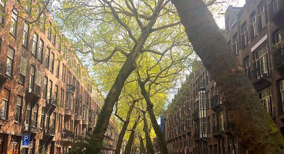 amsterdam trees street