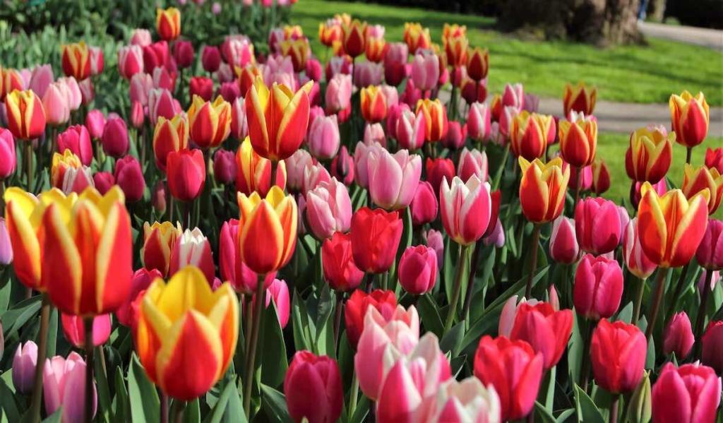 Keukenhof Tulip Gardens Tickets Best Online Discount